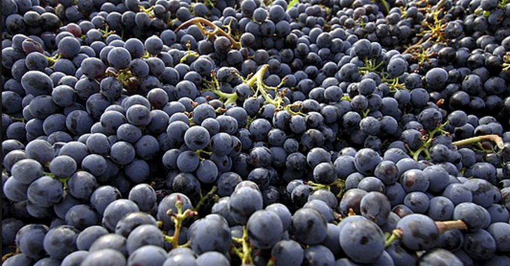 Sangiovese Grapes (photo: vini-cantine.lifeandtravel.com)